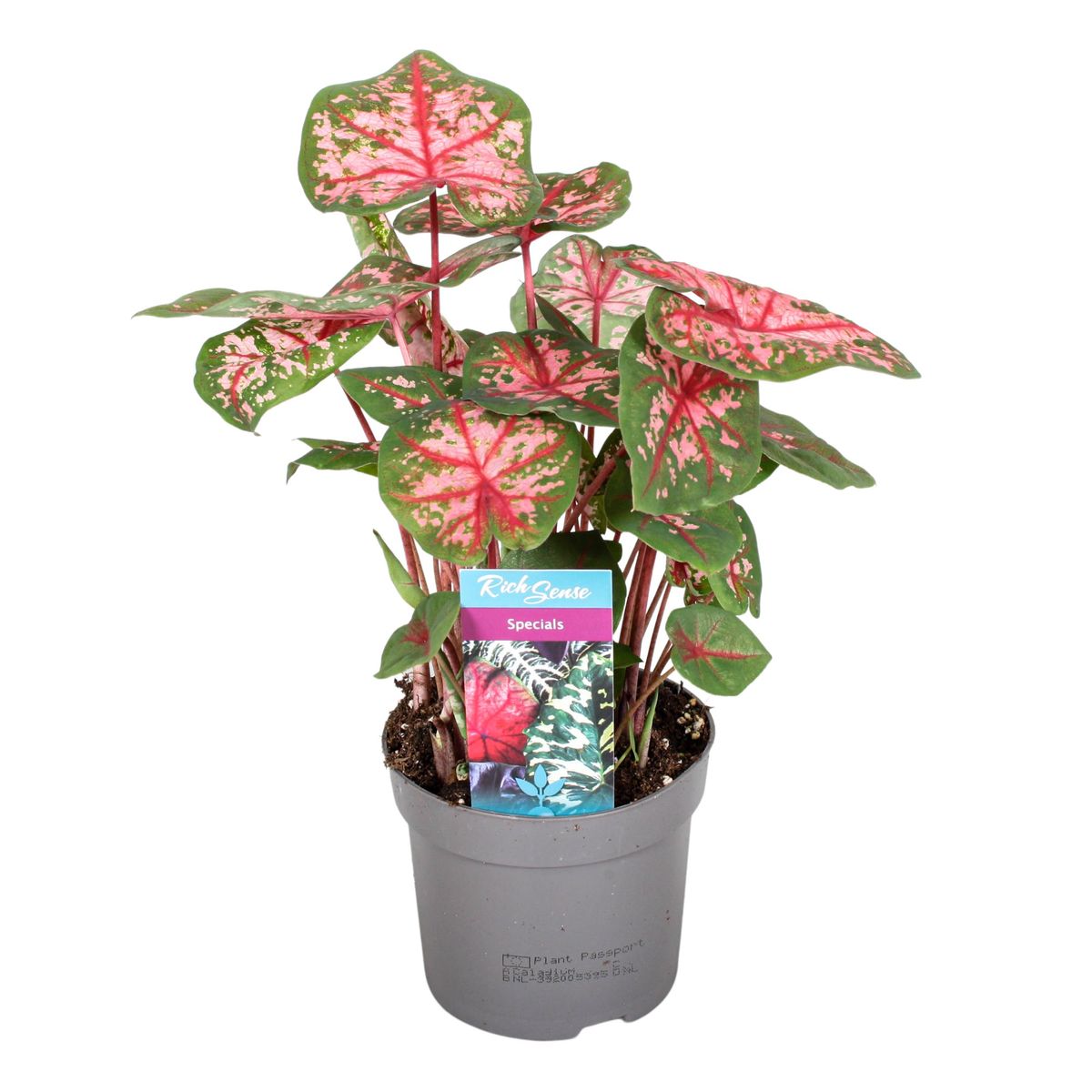 Caladium 'Carolyn Whorton' — Plant Wholesale FlorAccess
