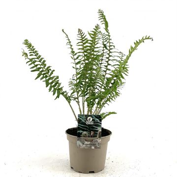 Polystichum munitum