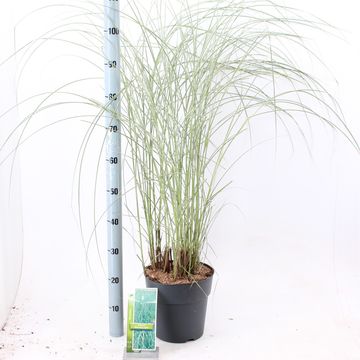 Miscanthus sinensis 'Morning Light'