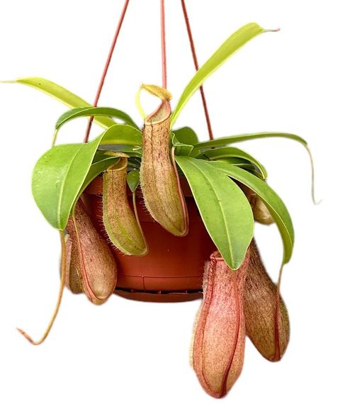 Nepenthes 'Linda'