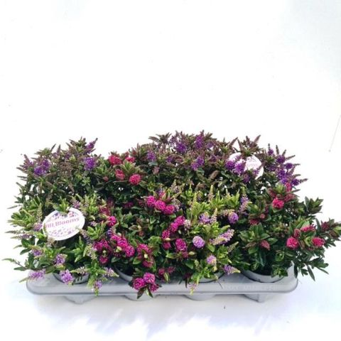 Hebe ALL BLOOMS MIX