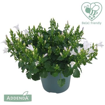 Campanula portenschlagiana AMBELLA WHITE