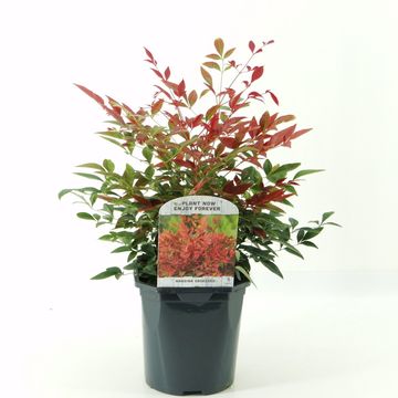 Nandina domestica OBSESSED