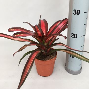 Neoregelia 'Piemento'