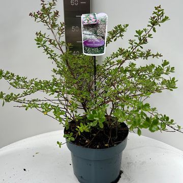 Escallonia 'Donard Seedling'