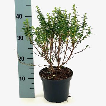 Escallonia 'Compacta Coccinea'