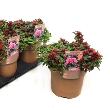 Sedum spurium SPOT ON DEEP ROSE