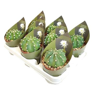 Echinopsis subdenudata