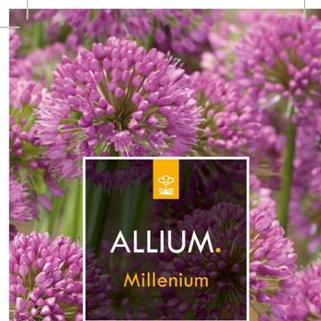 Allium 'Millenium'