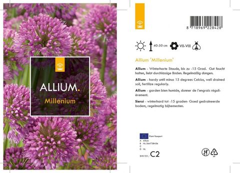 Allium 'Millenium'