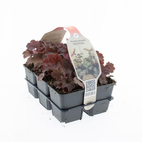 Heuchera micrantha 'Palace Purple'
