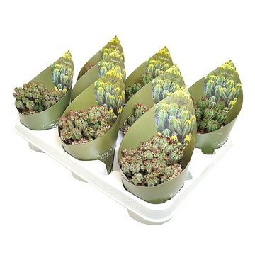 Euphorbia submamillaris