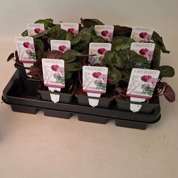 Cyclamen coum 'Classic Leaf Dark Pink'