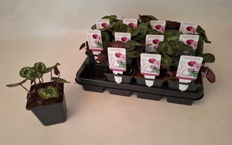 Cyclamen coum 'Classic Leaf Dark Pink'