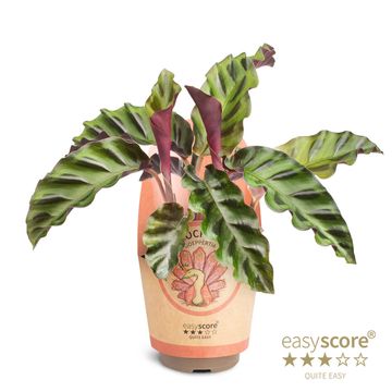 Calathea gandersii