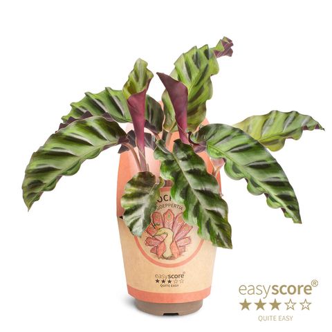 Calathea gandersii