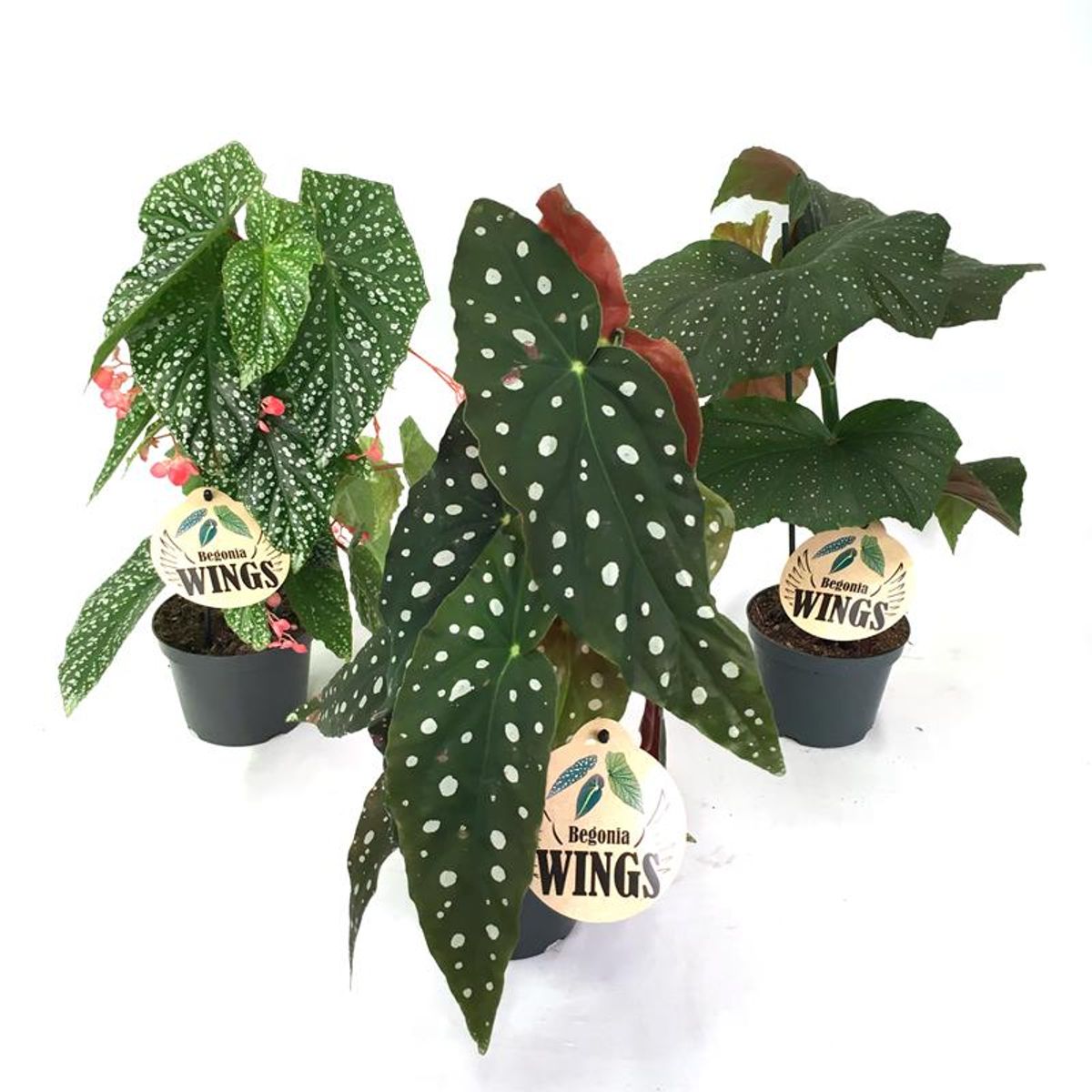 Begonia maculata ANGEL MIX — Plant Wholesale FlorAccess