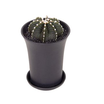 Gymnocalycium BLACK
