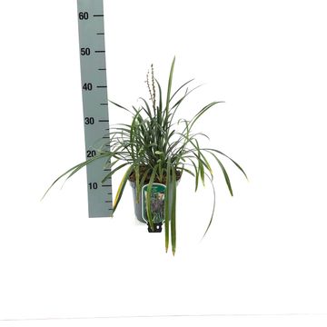 Liriope muscari 'Big Blue'