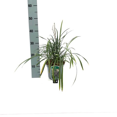 Liriope muscari 'Big Blue'