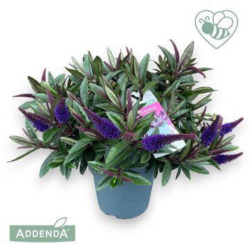 Hebe HEBEDONNA NEW PURPLE