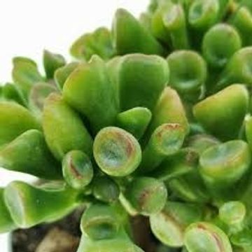 Crassula ovata 'Hobbit'