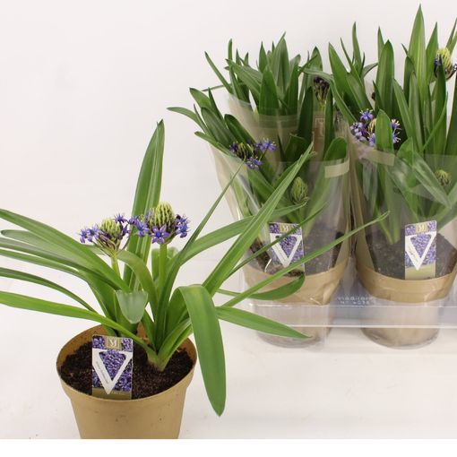 Scilla peruviana CARIBBEAN JEWELS SAPPHIRE BLUE