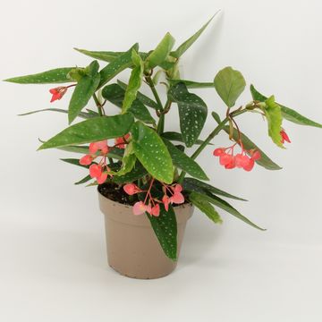 Begonia 'Tamaya'