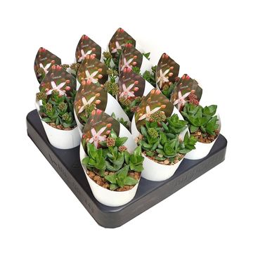 Crassula 'Bride's Bouquet'