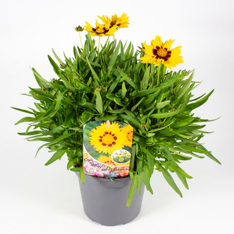 Coreopsis grandiflora SUNKISS