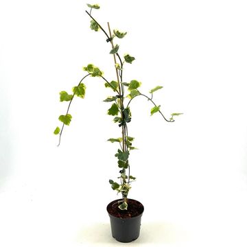 Hedera colchica 'Dentata Variegata'