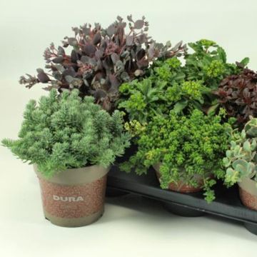 Sedum MIX