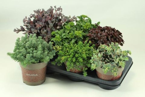 Sedum MIX