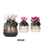 Cyclamen MIX