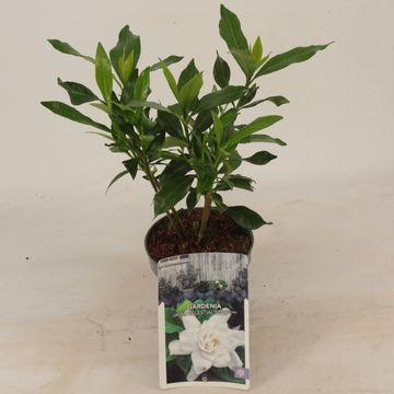 Gardenia jasminoides CELESTIAL STAR