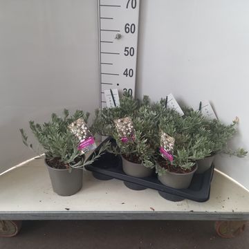 Convolvulus cneorum