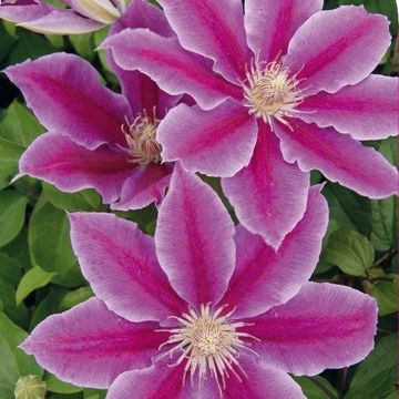 Clematis 'Доктор Руппель' (EL)