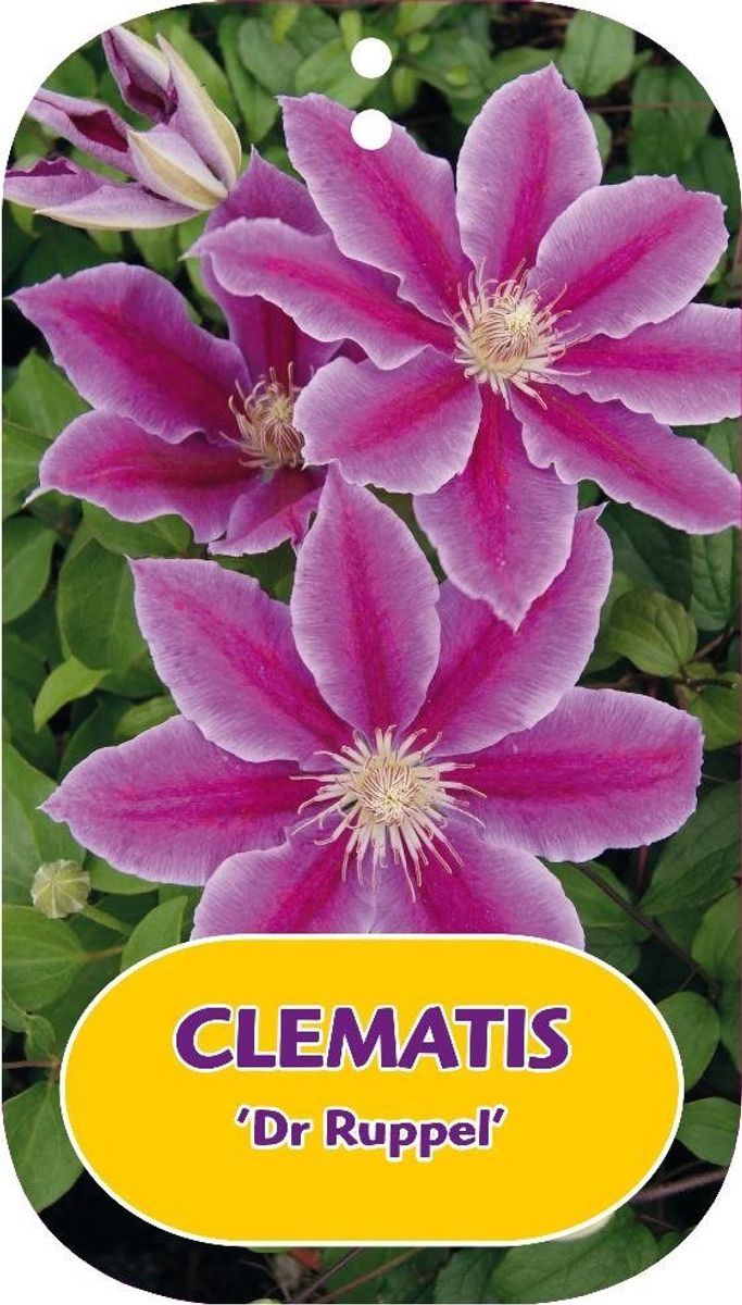 Clematis 'Dr Ruppel' (EL) — Plant Wholesale FlorAccess