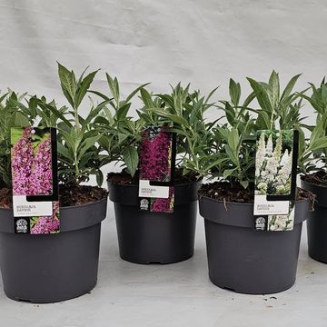 Buddleja davidii LITTLE ROCKSTARS MIX
