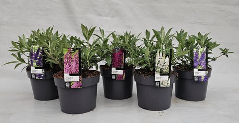 Buddleja davidii LITTLE ROCKSTARS MIX