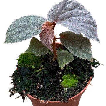 Begonia 'Lamriana Silver'