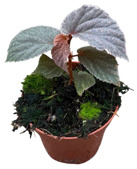 Begonia 'Lamriana Silver'