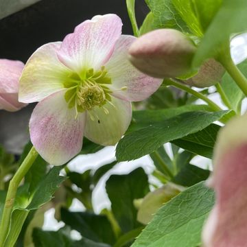 Helleborus orientalis MIX