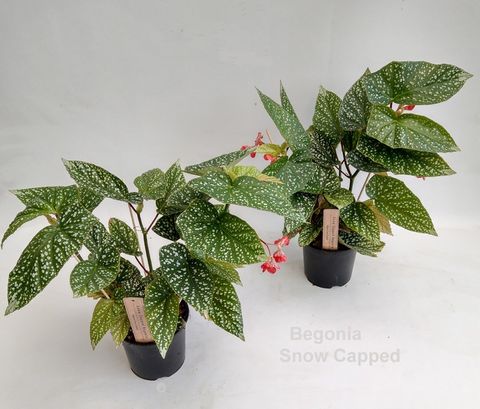 Begonia 'Snow Capped'