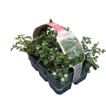 Cotoneaster dammeri