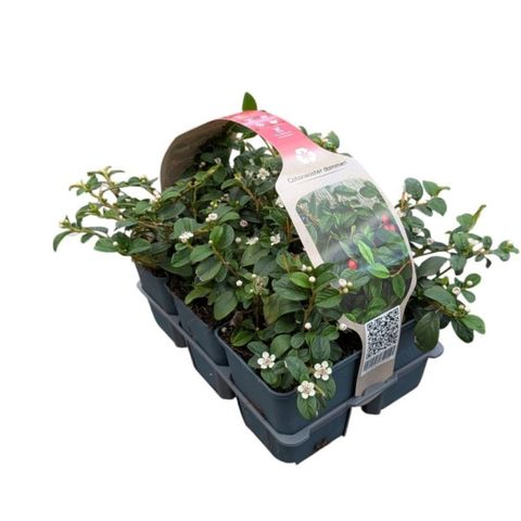 Cotoneaster dammeri