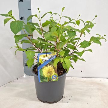 Cephalanthus occidentalis