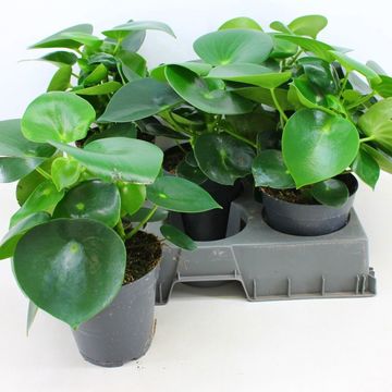 Peperomia polybotrya 'Raindrop'