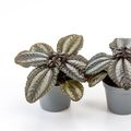 Pilea 'Norfolk'
