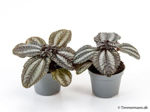 Pilea 'Norfolk'